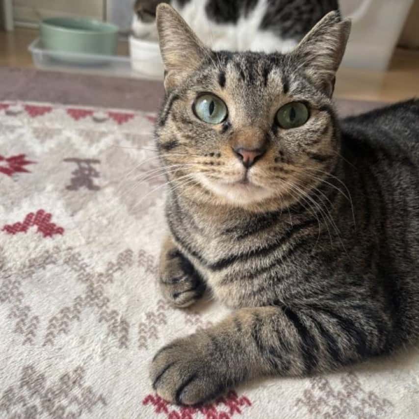人見知りだけど猫慣れは抜群！ の写真 1