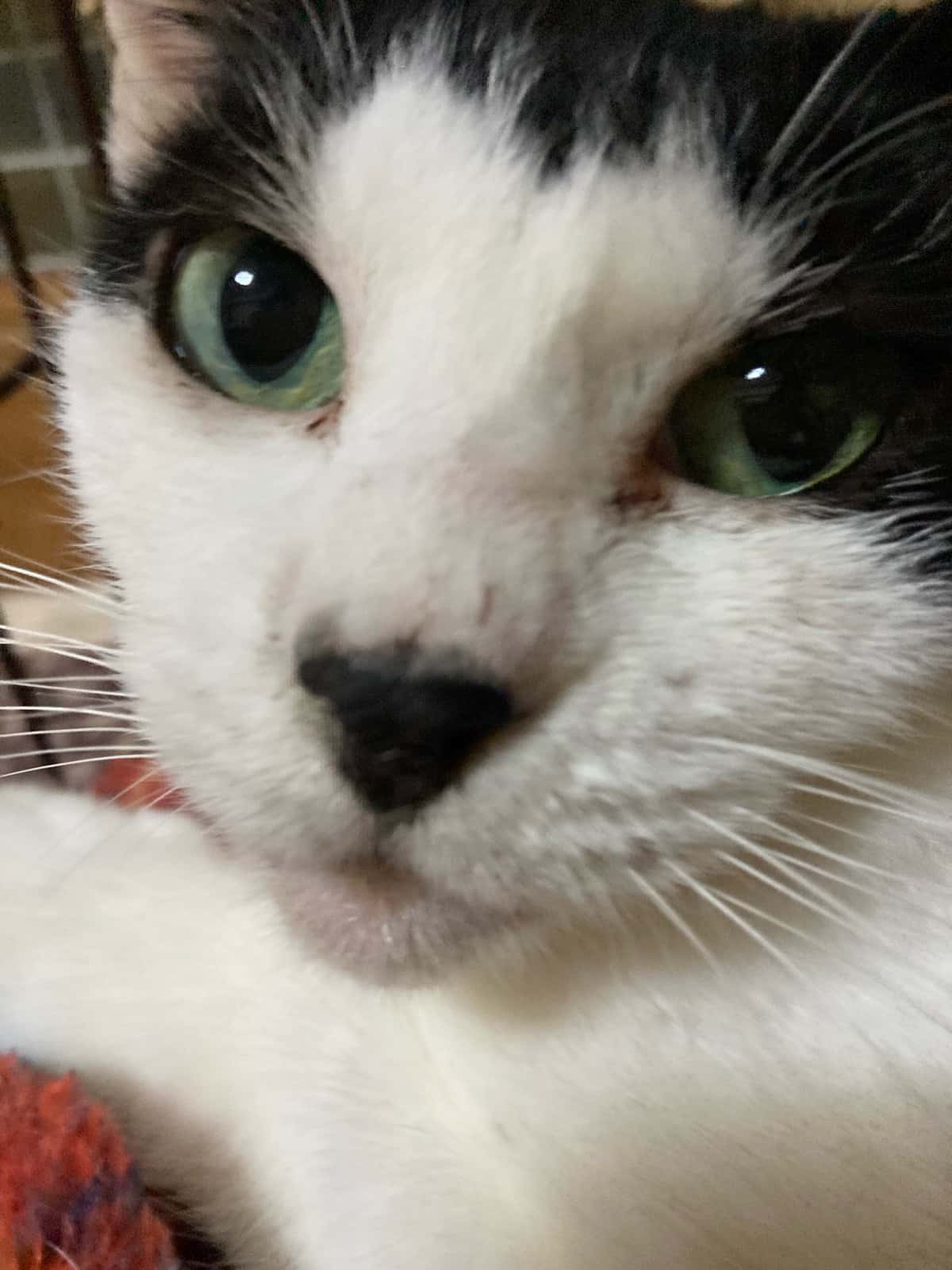 こまち の写真 1