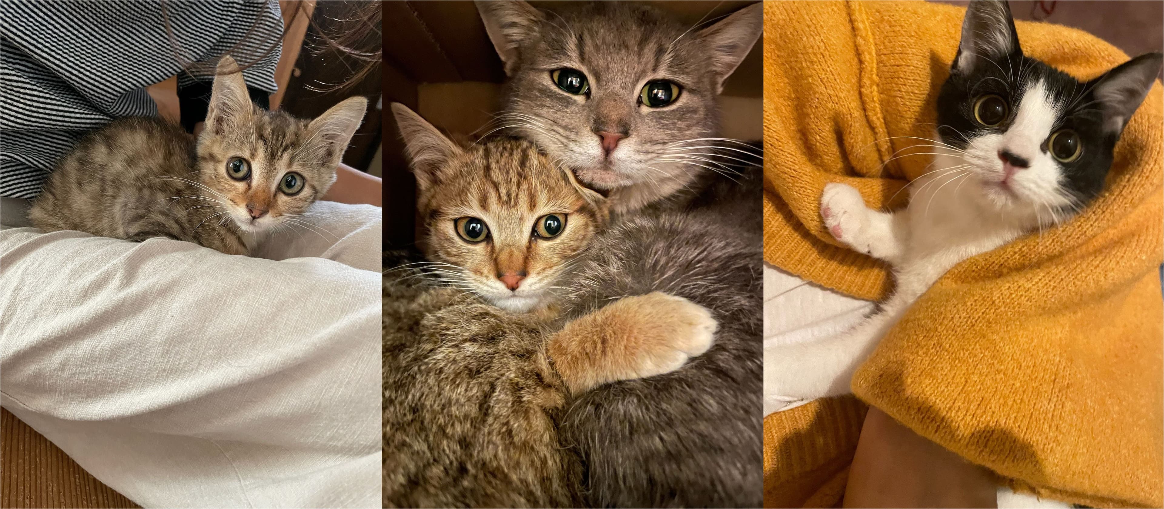 保護された子猫たち