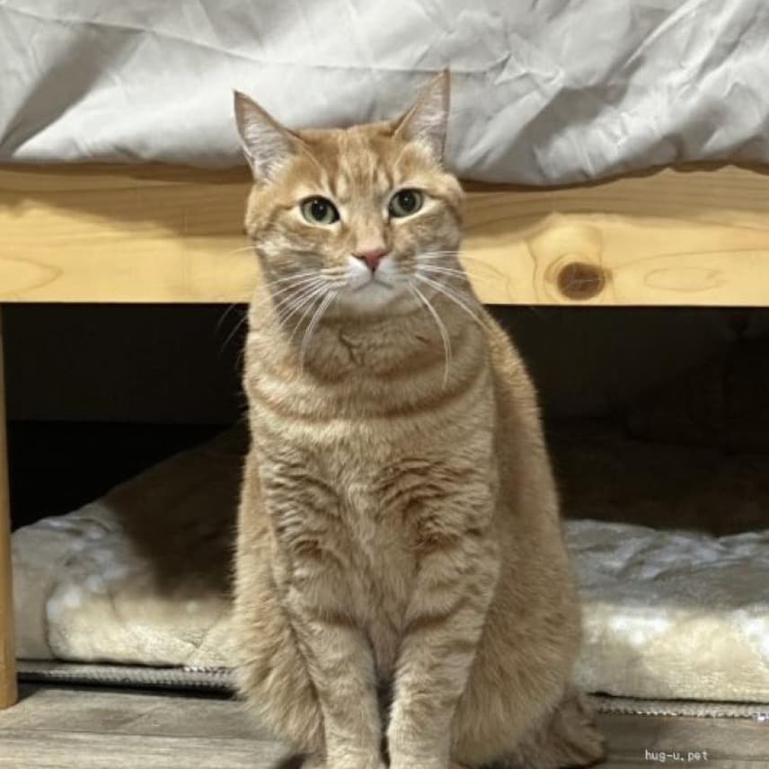 茶トラ　エル君５歳　家族募集中