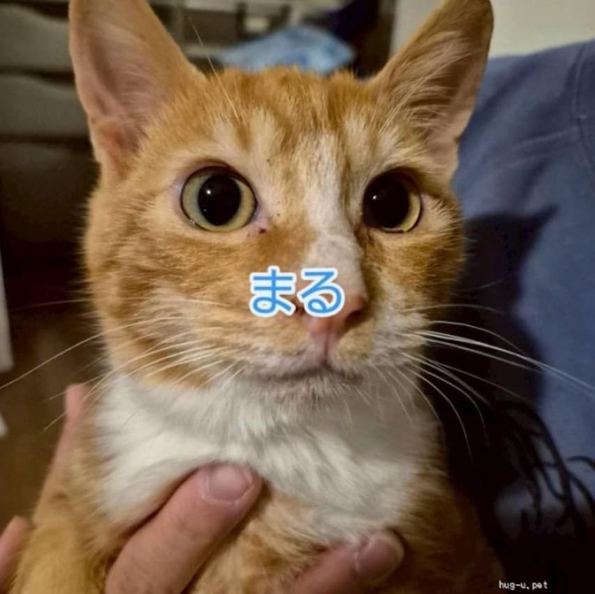 仲良し兄妹で募集　アメショ柄茶白猫 5