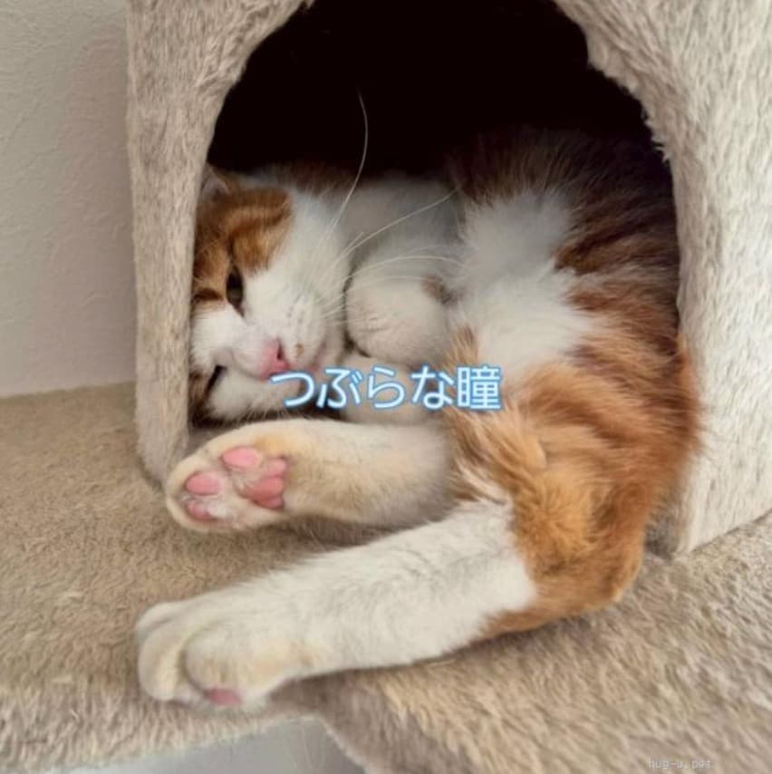 癒されるつぶらな瞳の茶白男の子 3