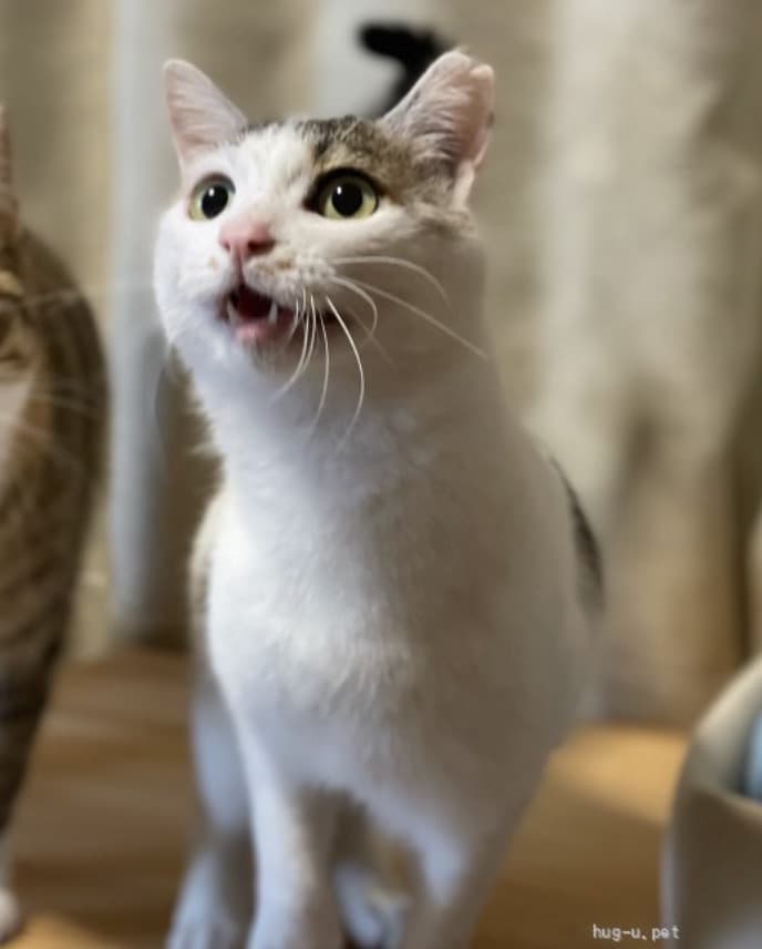 小梅ちゃん　お問い合わせありました