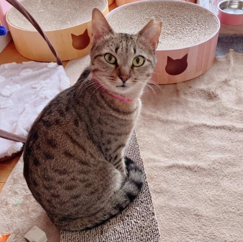 穏やかで優しいビビりちゃん 5
