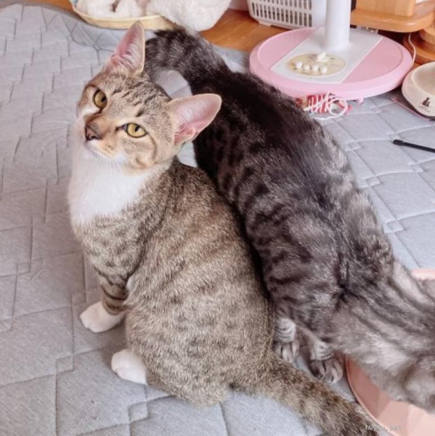 ビビりで甘えんぼなデコピン 4