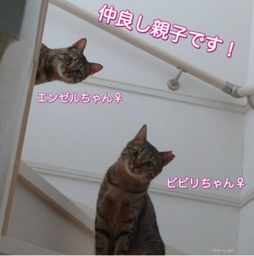 慎重派なエンゼルちゃん 2