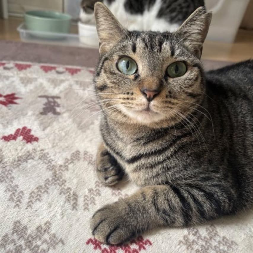 人見知りだけど猫慣れは抜群！