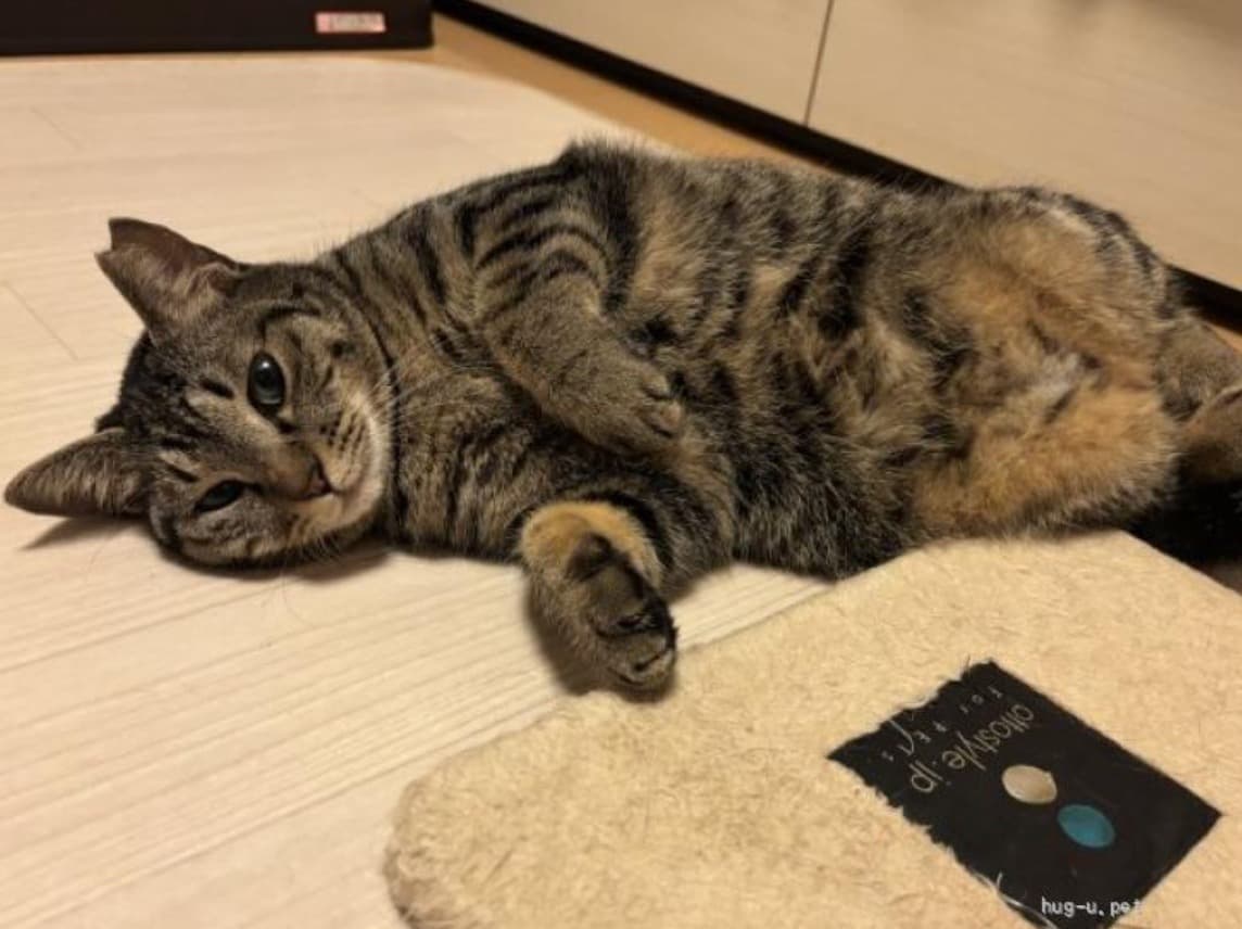 人見知りだけど猫慣れは抜群！ 2