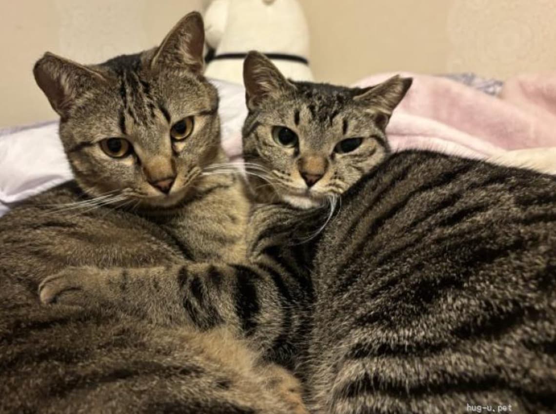 人見知りだけど猫慣れは抜群！ 3