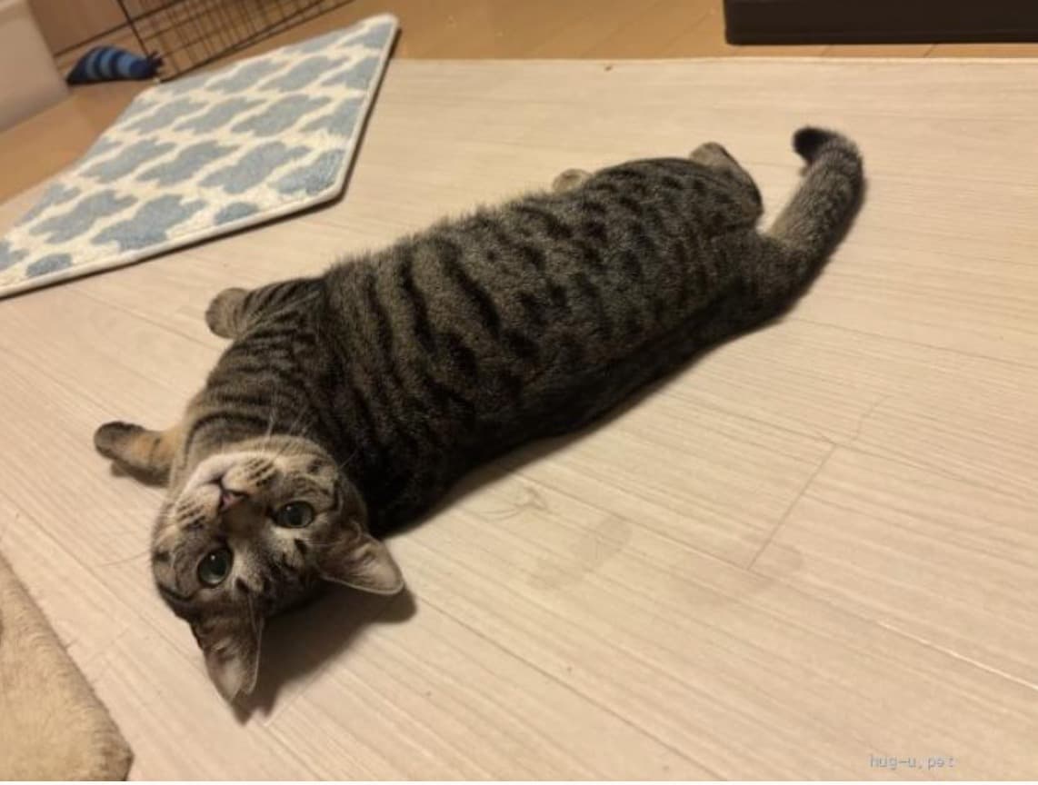 人見知りだけど猫慣れは抜群！ 4