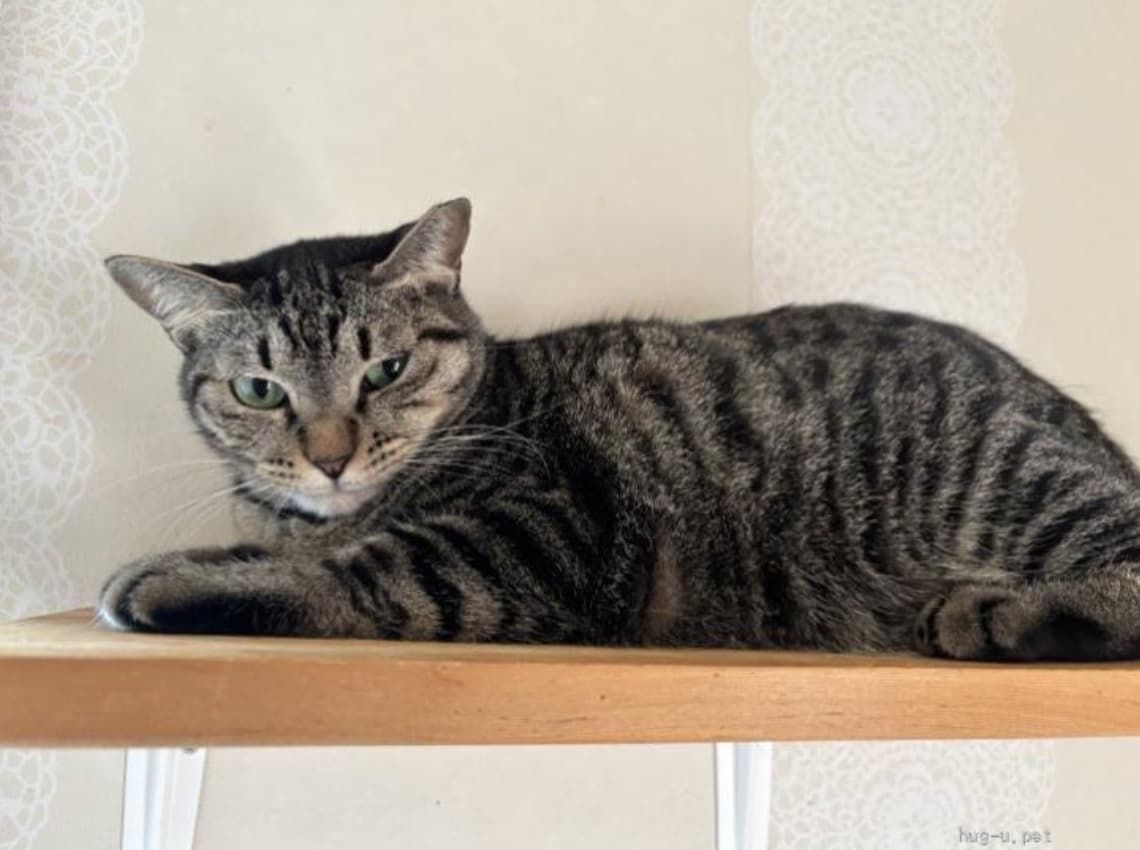 人見知りだけど猫慣れは抜群！ 5