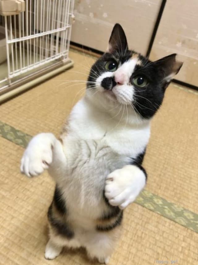 小さくてもパワフルなあずきちゃん 3