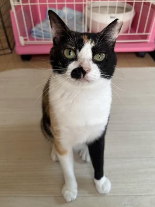 小さくてもパワフルなあずきちゃん 4