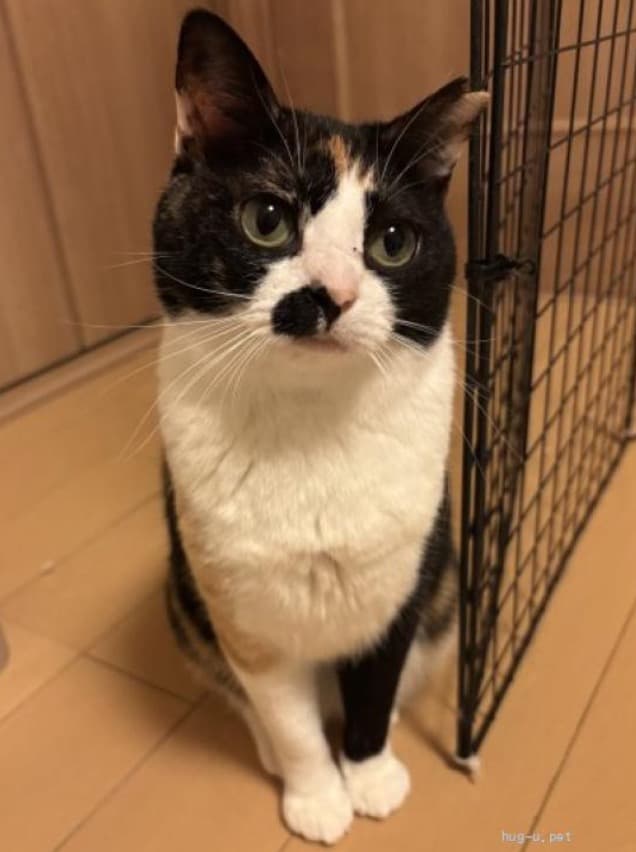 小さくてもパワフルなあずきちゃん 5