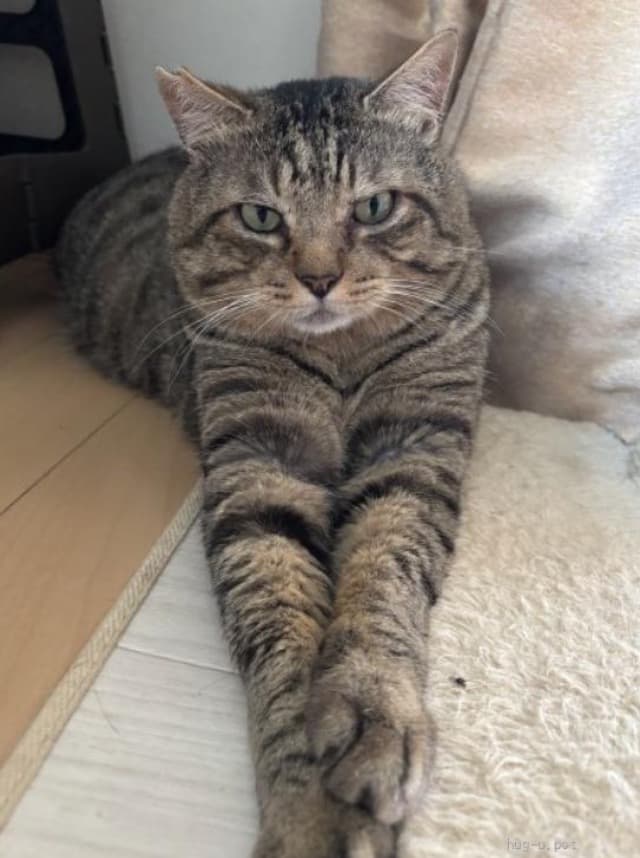 ジャンボ
