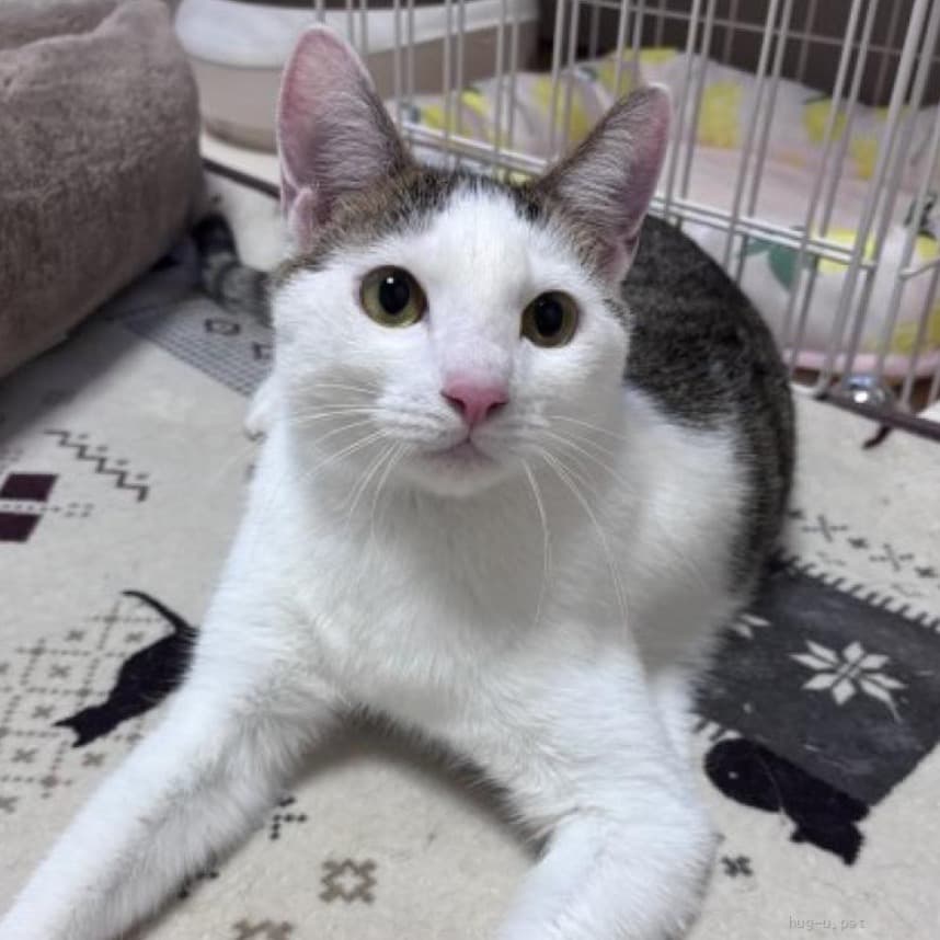 前髪風の柄がかわいいうずら君 5