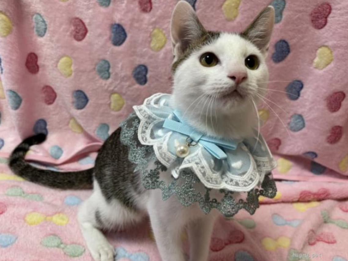 前髪風の柄がかわいいうずら君 3