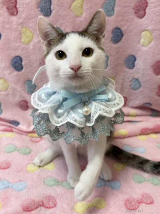 前髪風の柄がかわいいうずら君 2