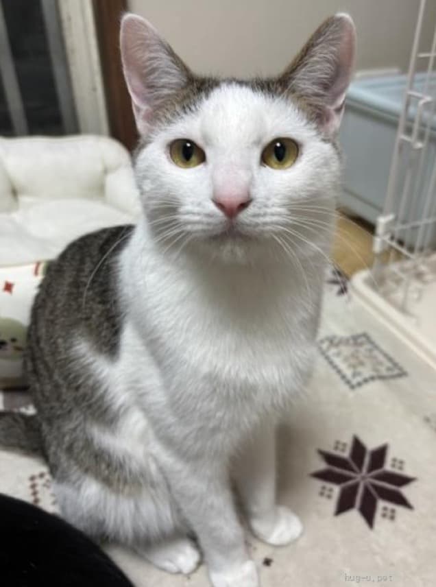 前髪風の柄がかわいいうずら君 1