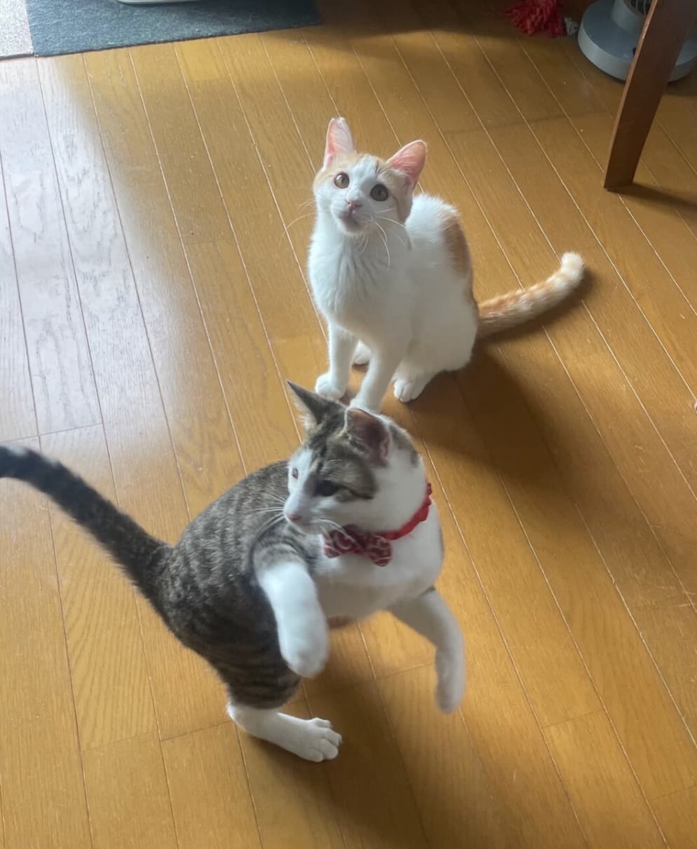 白いお目めはチャームポイント！人馴れ抜群❤️康丸 3
