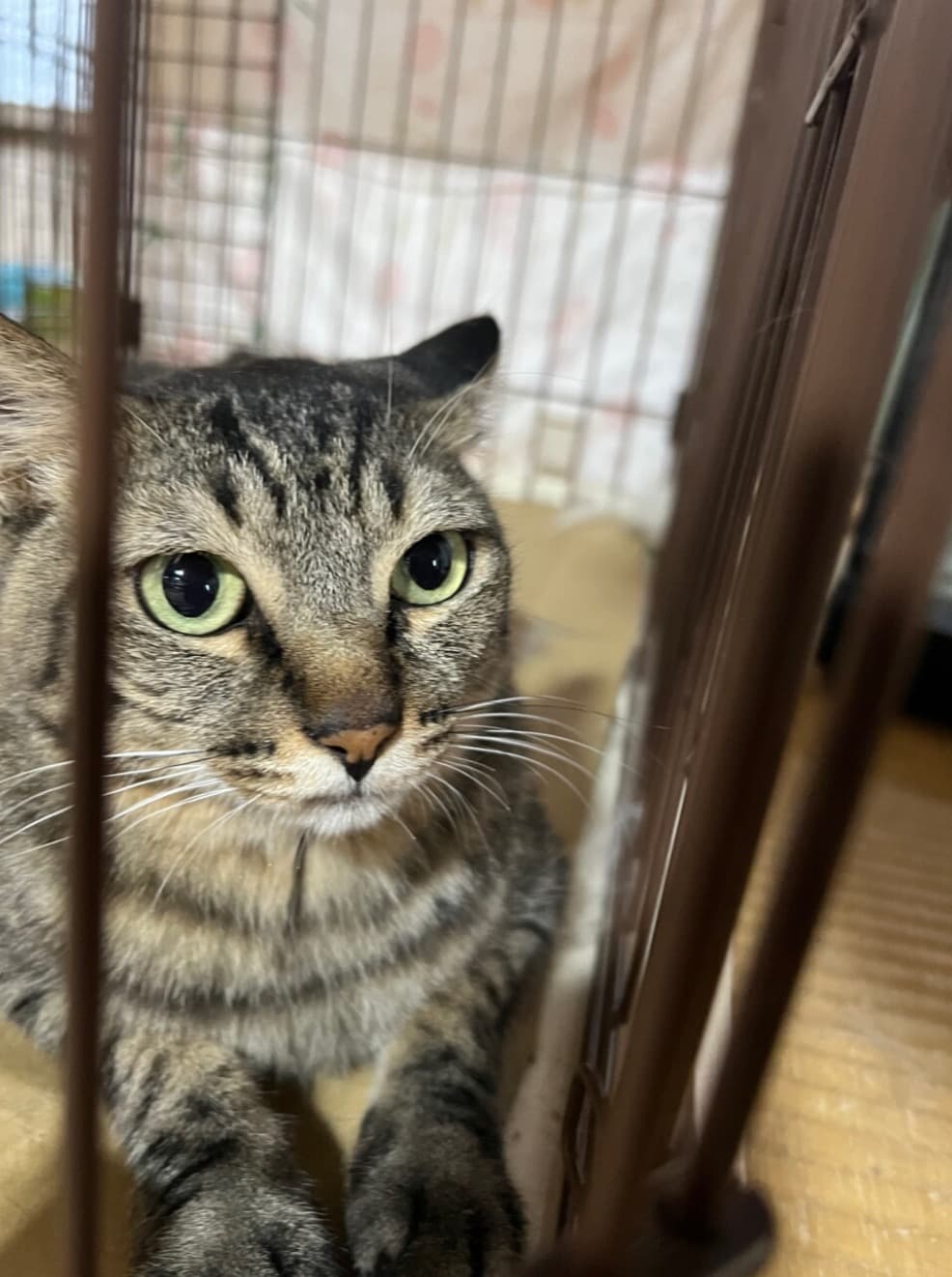 まん丸なお顔と瞳のキジトラ君！5歳 3