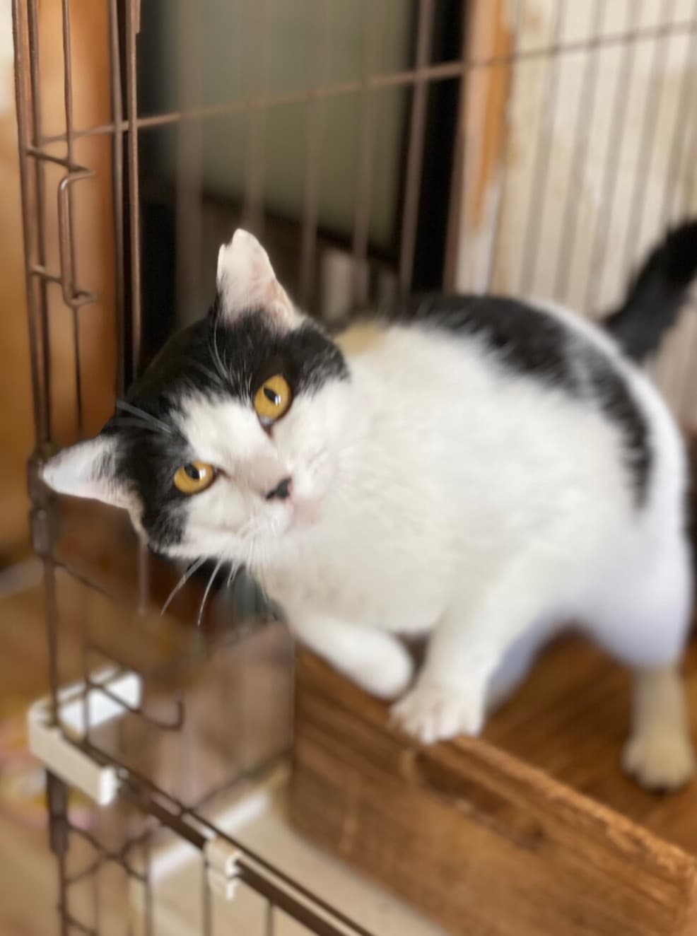 振り向けば側にいる❗️初心者に最適❤️ペコ 5