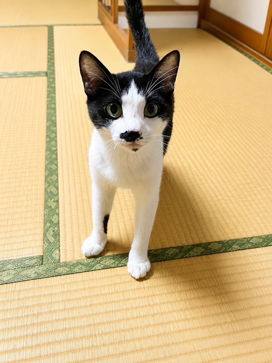 まお君