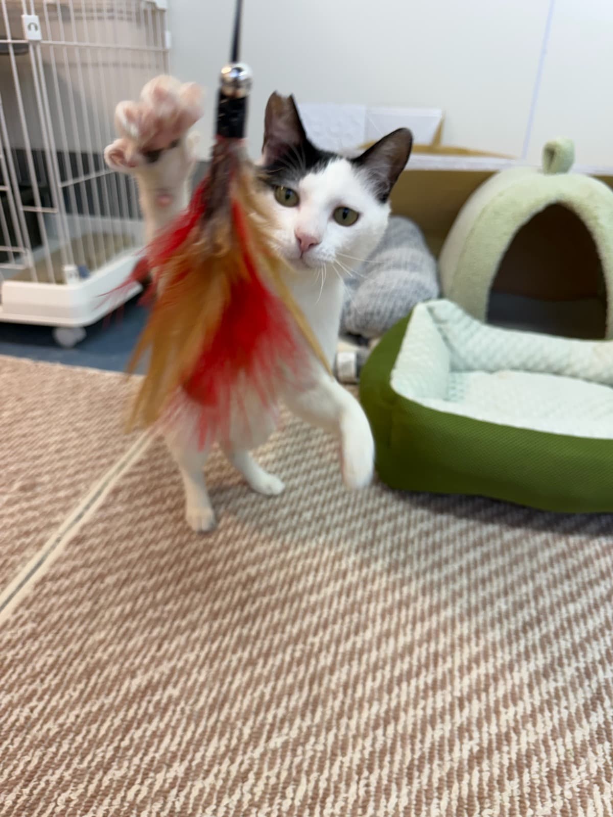 シチサン 1