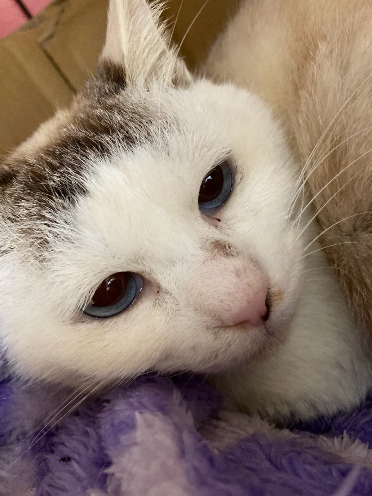 こつめちゃん 2