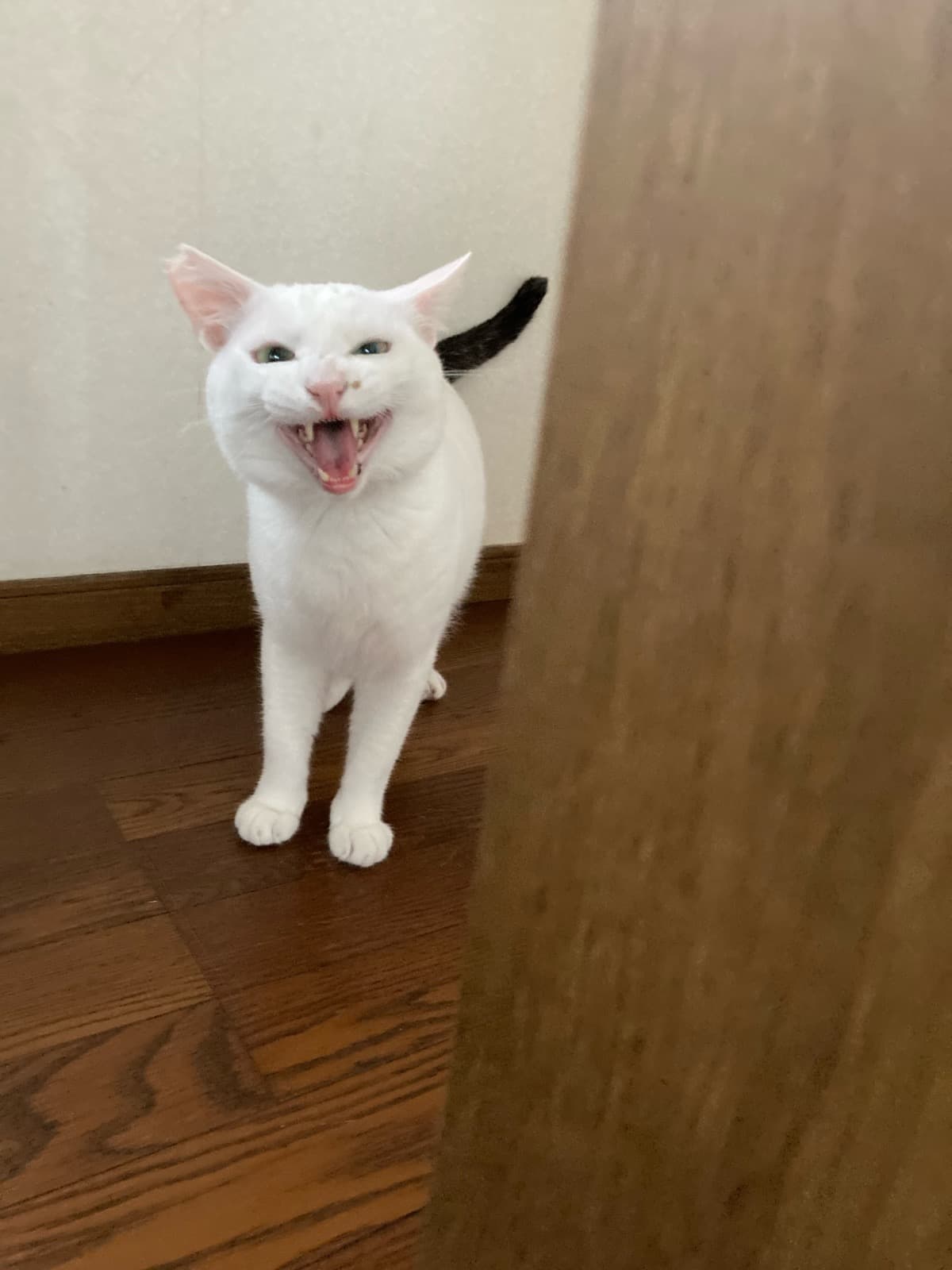 ハク 3