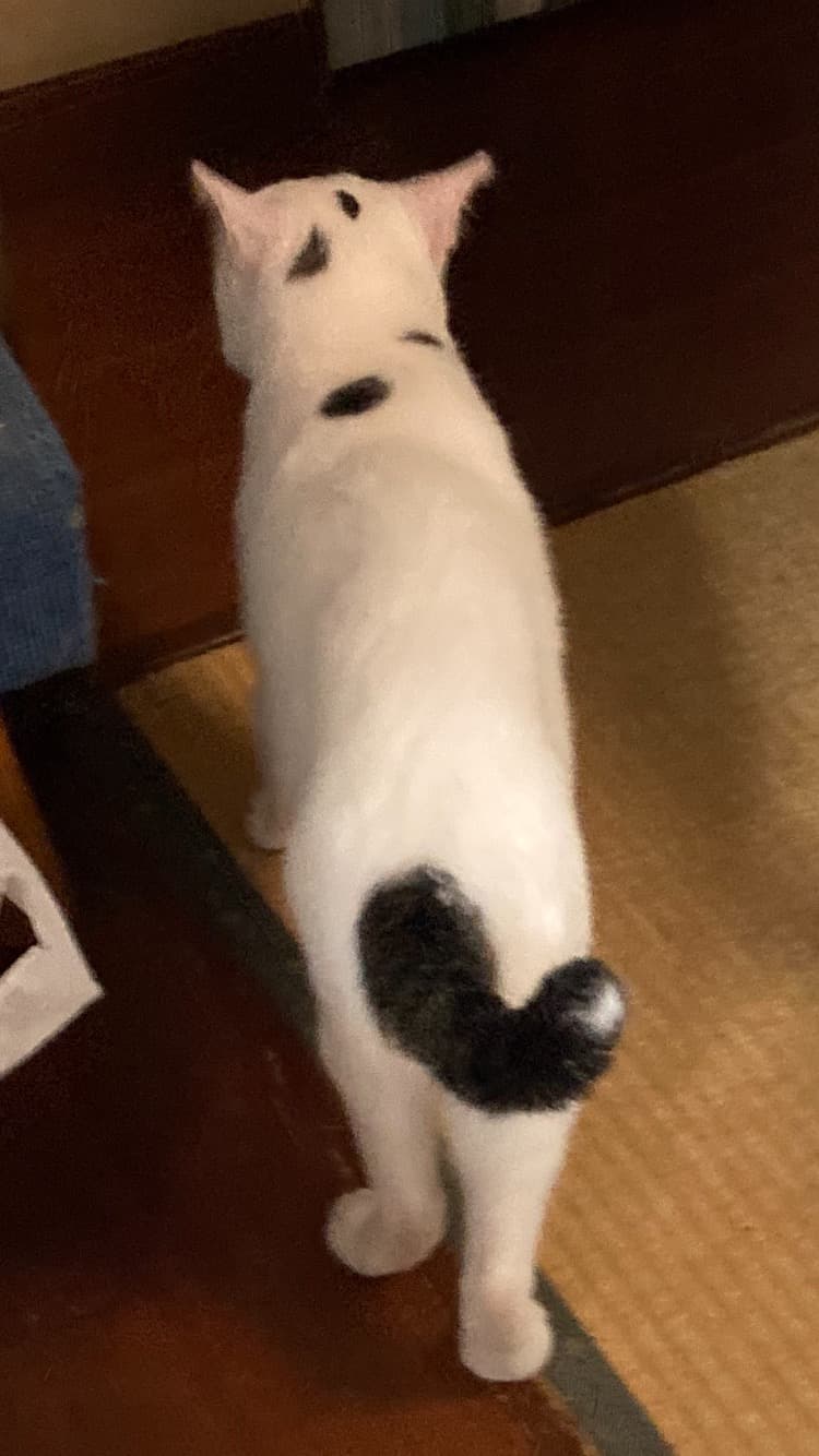 ハク 4