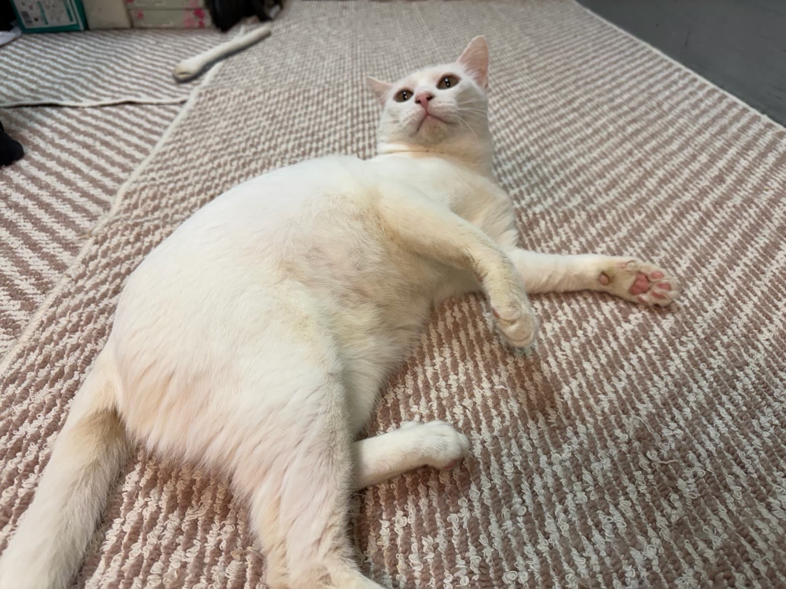 おもち 2