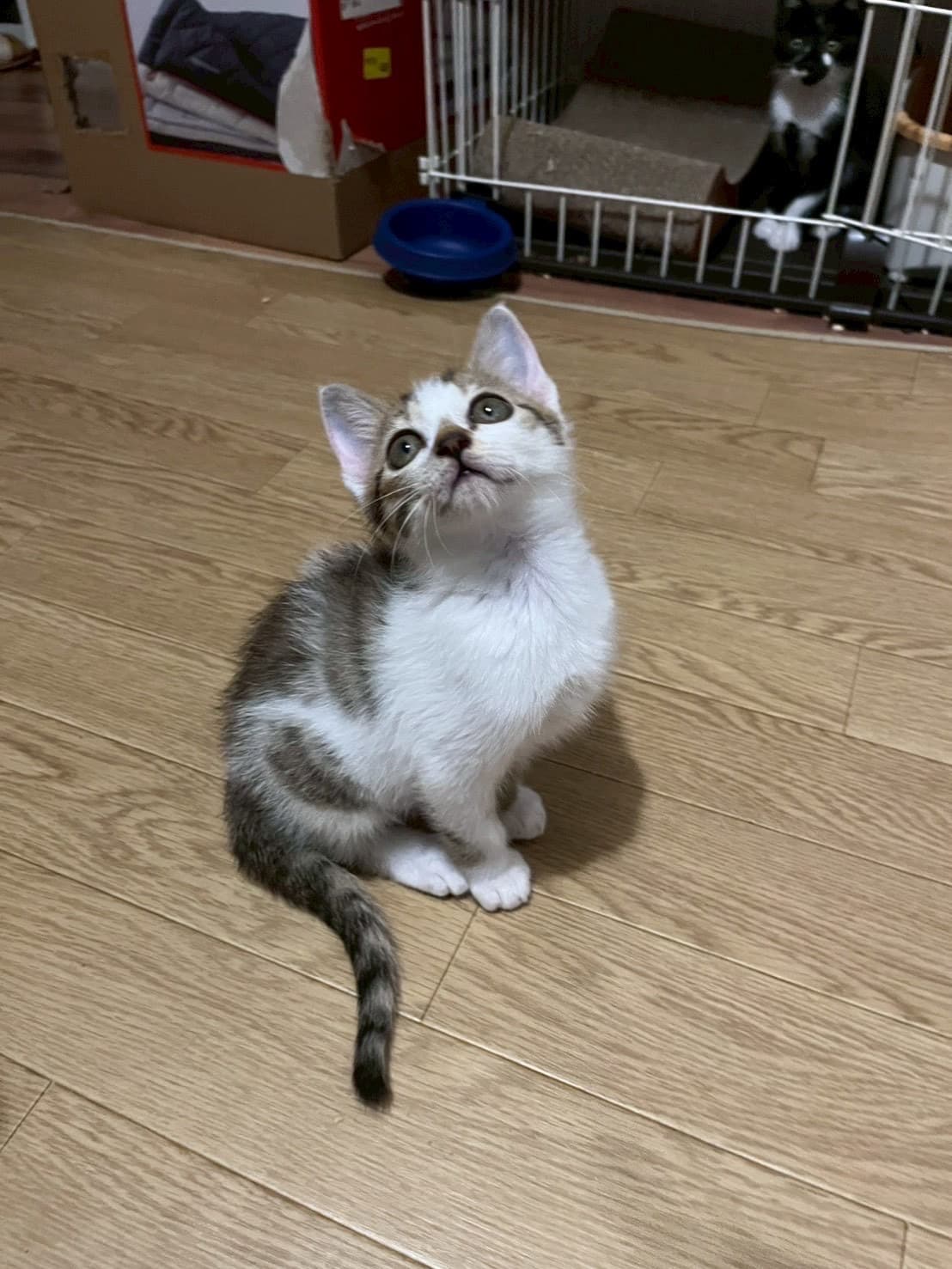 ピノ 4