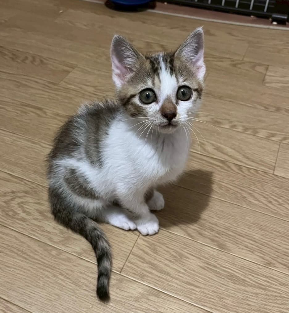 ピノ 3