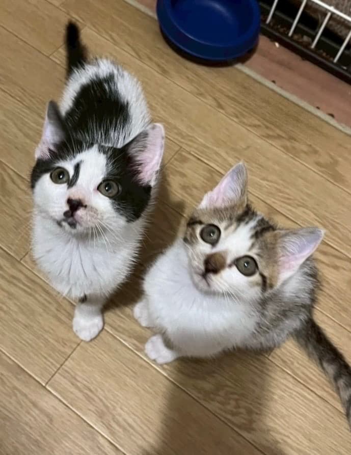 ピノ