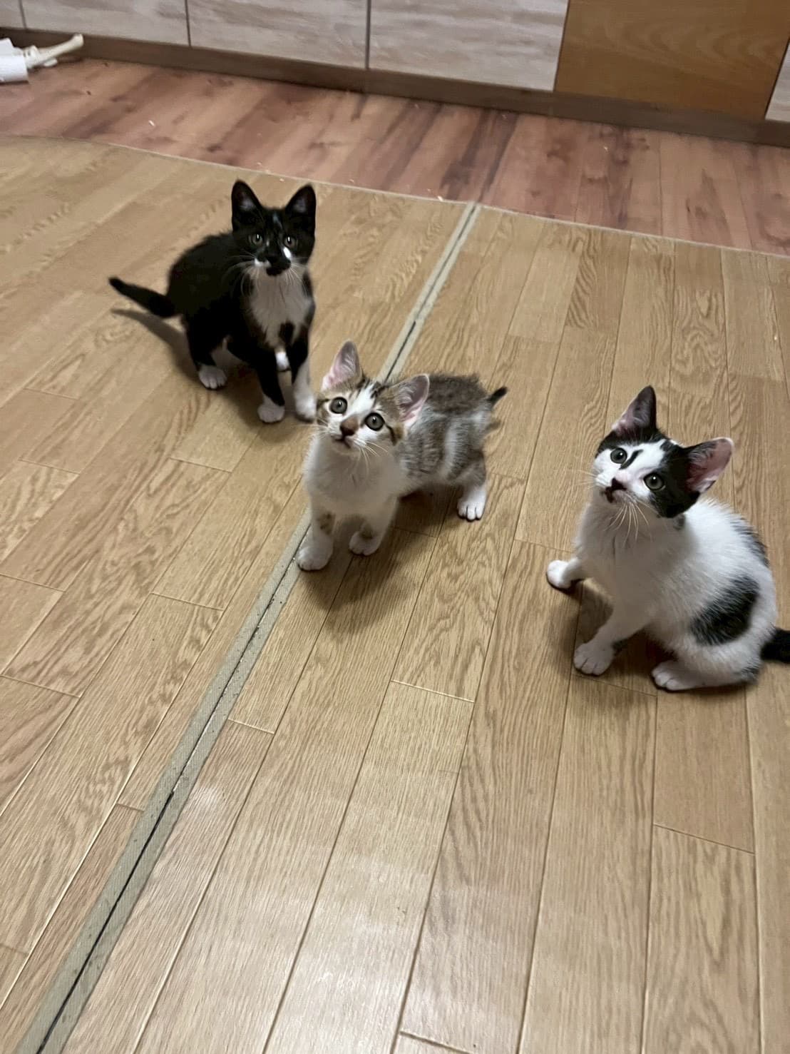 パルム