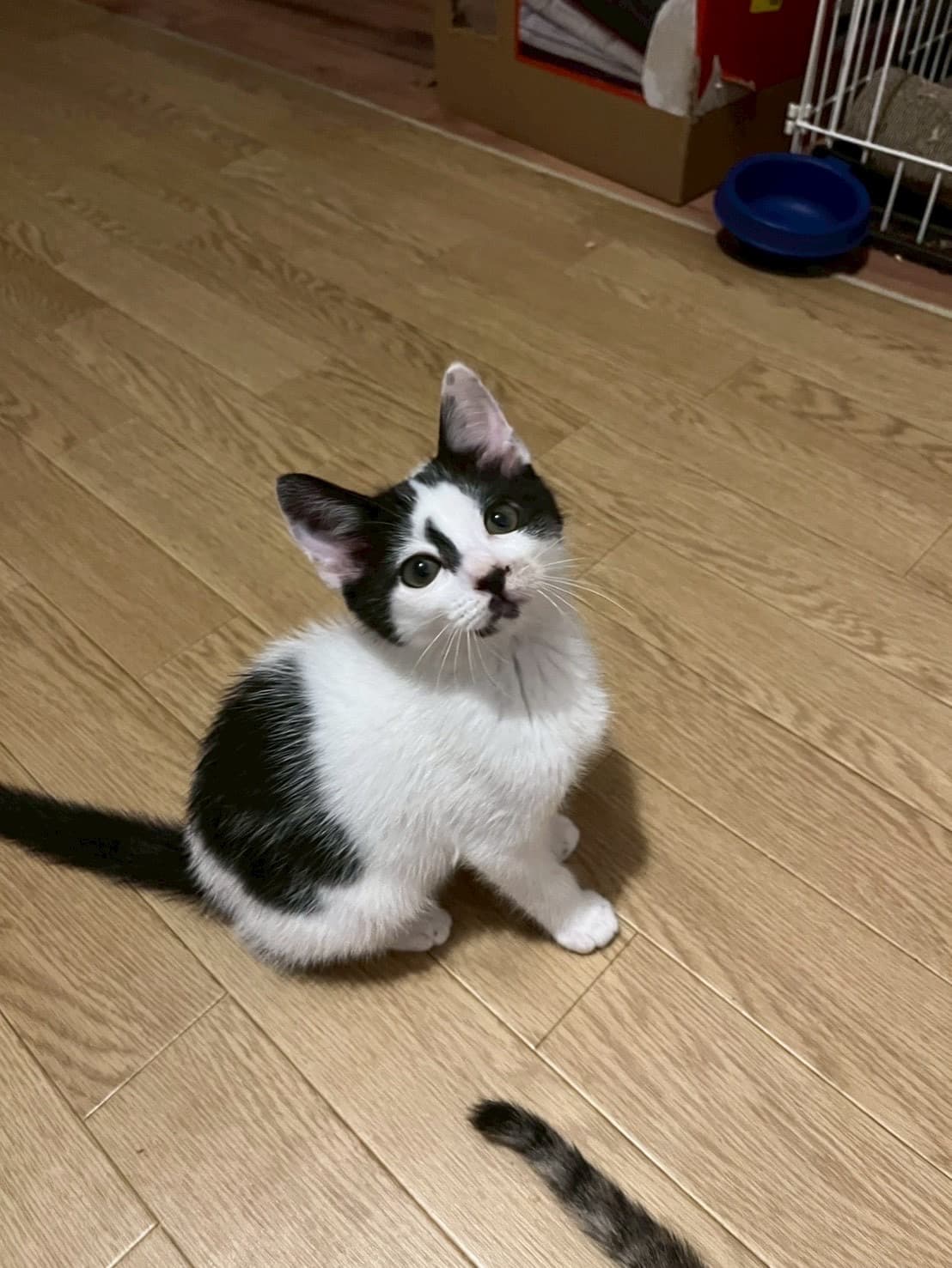 パピコ 3