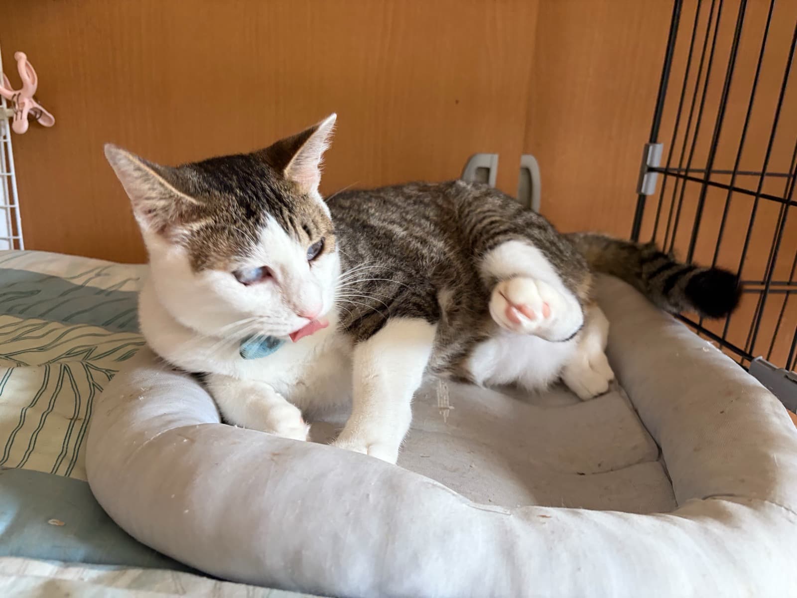 性格はなまる　癒しのキジ白くん　家族募集