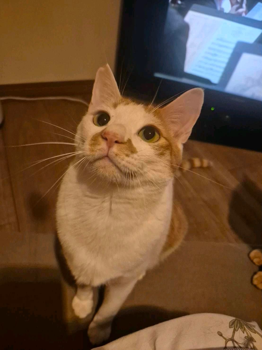 しばにそゃん