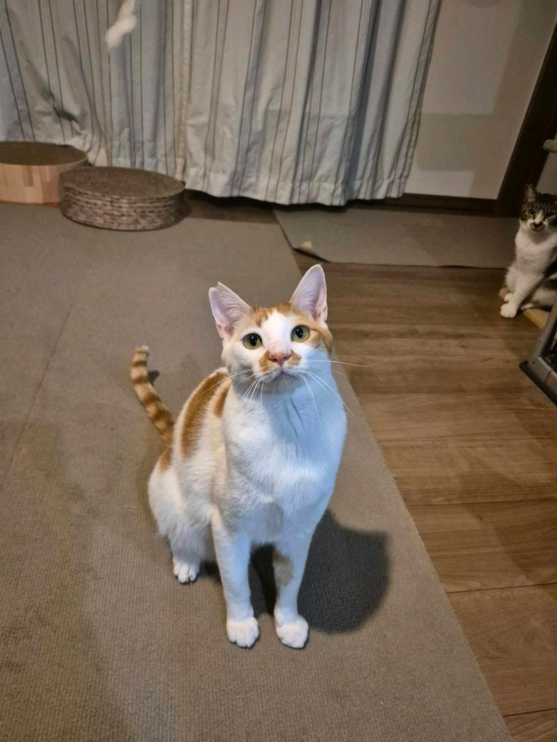 しばにそゃん 3