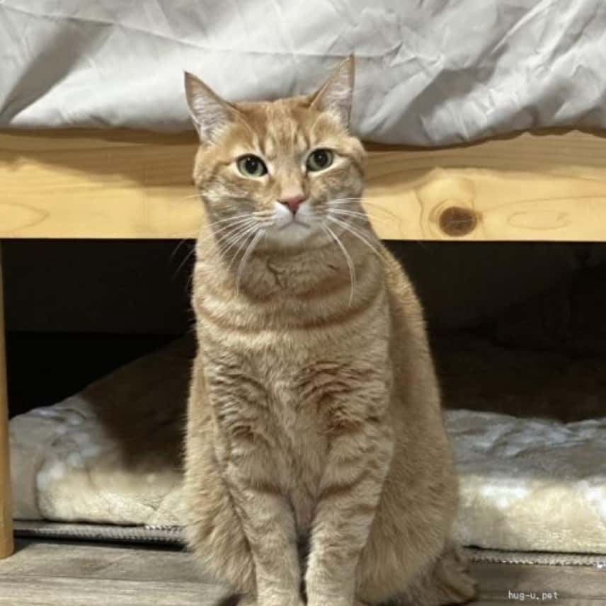 茶トラ エル君5歳 家族募集中 の写真 1