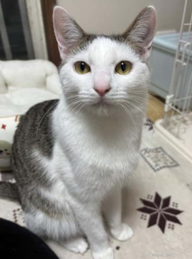 前髪風の柄がかわいいうずら君 の写真 1
