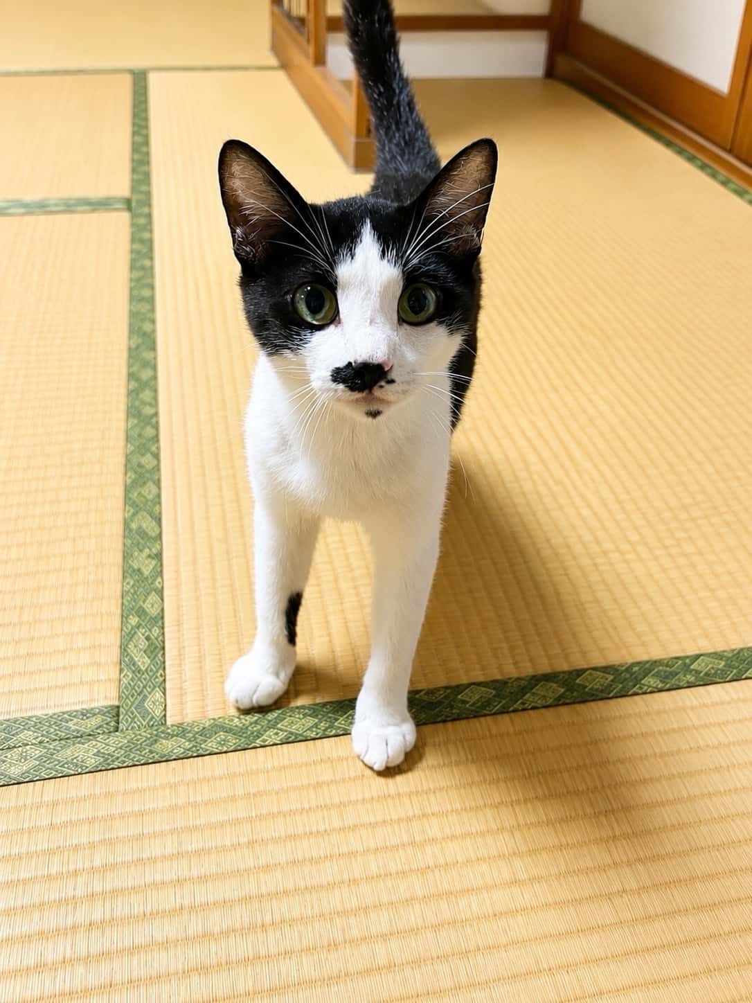 まお君 の写真 1