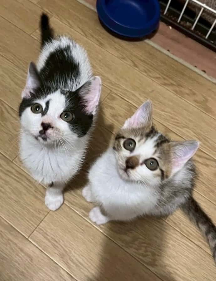 ピノ の写真 1